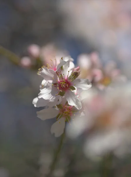 Gartenbau Auf Gran Canaria Mandelbäume Blühen Tejeda Januar Makrofloraler Hintergrund — Stockfoto