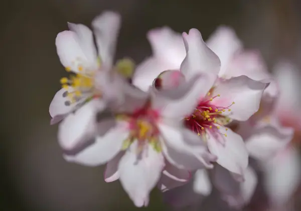Ogrodnictwo Gran Canarii Drzewa Migdałowe Kwitnące Tejeda Styczniu Tło Makrokwiatowe — Zdjęcie stockowe