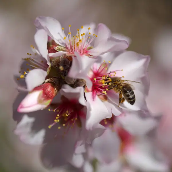 Trädgårdsodling Gran Canaria Mandelträd Blommar Tejeda Januari Makro Blommig Bakgrund — Stockfoto