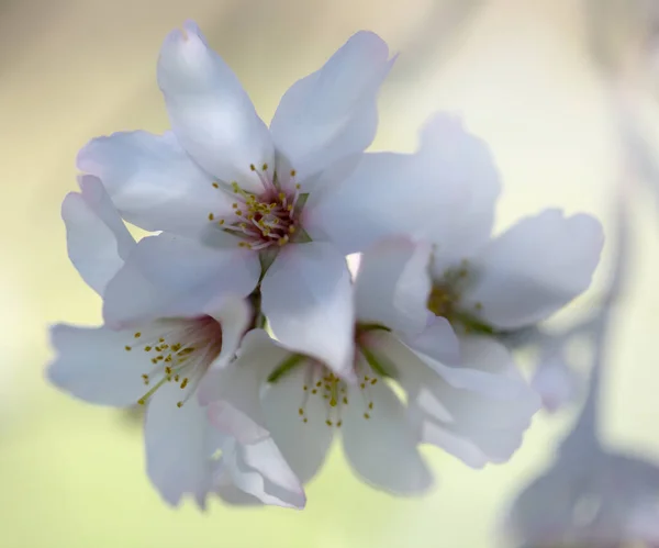 Horticulture Gran Canaria Almond Trees Blooming Tejeda January Macro Floral — Stock Photo, Image