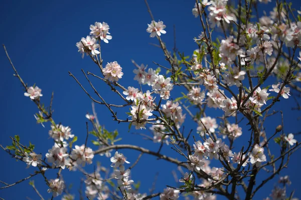 Trädgårdsodling Gran Canaria Mandelträd Blommar Tejeda Januari Makro Blommig Bakgrund — Stockfoto