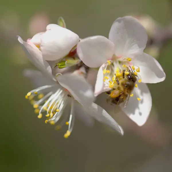 Horticulture Gran Canaria Amandiers Fleurissant Tejeda Janvier Fond Macro Floral — Photo