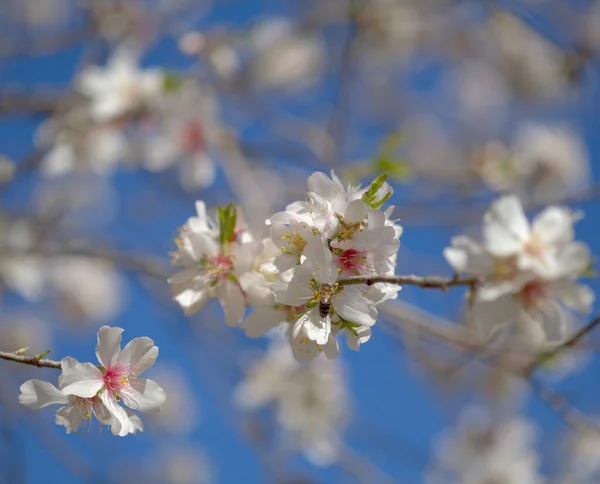 Trädgårdsodling Gran Canaria Mandelträd Blommar Tejeda Januari Makro Blommig Bakgrund — Stockfoto