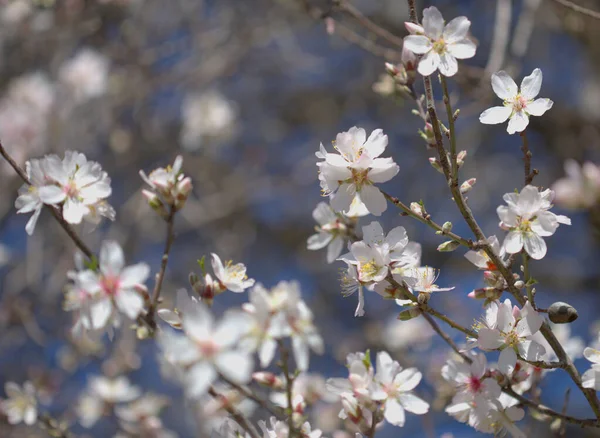 Trädgårdsodling Gran Canaria Mandelträd Blommar Tejeda Januari Makro Blommig Bakgrund — Stockfoto