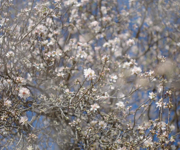 Horticulture Gran Canaria Almond Trees Blooming Tejeda January Macro Floral — Stock Photo, Image