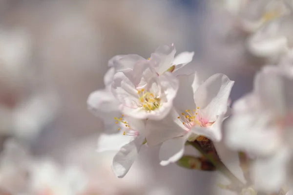 Horticulture Gran Canaria Almond Trees Blooming Tejeda January Macro Floral — Stock Photo, Image