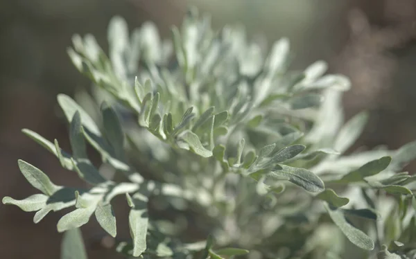 Flora Gran Canaria Artemisia Thuscula Canarian Wormwood Flows Natural Macro — стокове фото