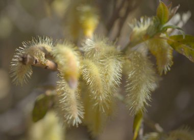 Gran Canaria 'dan Flora - Salix kanariensis, Kanarya Adaları söğüdü, kışın açan hafif sarı catkins