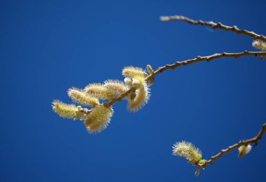 Gran Canaria 'dan Flora - Salix kanariensis, Kanarya Adaları söğüdü, kışın açan hafif sarı catkins