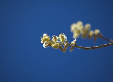 Gran Canaria 'dan Flora - Salix kanariensis, Kanarya Adaları söğüdü, kışın açan hafif sarı catkins