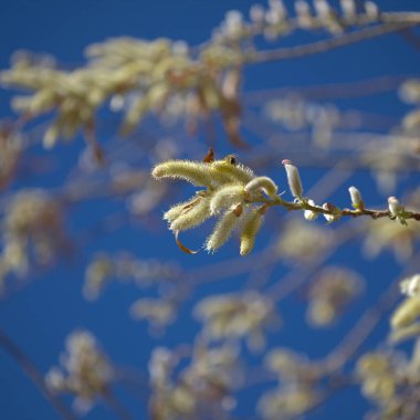 Gran Canaria 'dan Flora - Salix kanariensis, Kanarya Adaları söğüdü, kışın açan hafif sarı catkins