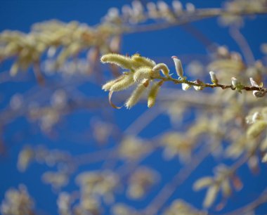 Gran Canaria 'dan Flora - Salix kanariensis, Kanarya Adaları söğüdü, kışın açan hafif sarı catkins