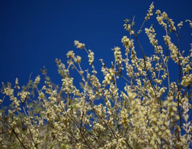 Gran Canaria 'dan Flora - Salix kanariensis, Kanarya Adaları söğüdü, kışın açan hafif sarı catkins