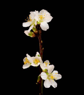 Badem ağacı dalları çiçek açıyor, siyah arkaplanda izole edilmiş. 