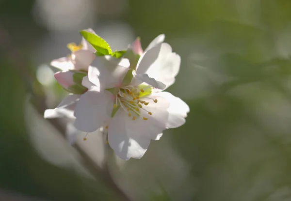 Horticulture Gran Canaria Almond Trees Blooming Tejeda January Macro Floral — Stock Photo, Image