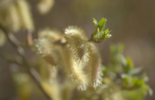 Flora Gran Canaria Salix Canariensis Canary Islands Willow Soft Light — Stock Photo, Image