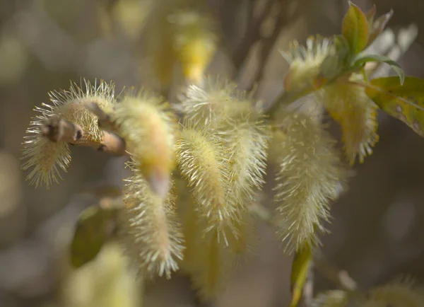 Flora Gran Canaria Salix Canariensis Canary Islands Willow Soft Light — Stock Photo, Image