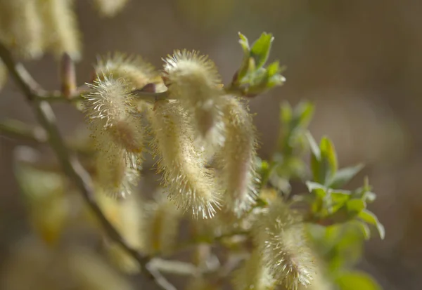 Flora Gran Canaria Salix Canariensis Canary Islands Willow Soft Light — Stock Photo, Image