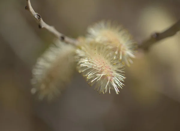 Flora Gran Canaria Salix Canariensis Canary Islands Willow Soft Light — Stock Photo, Image