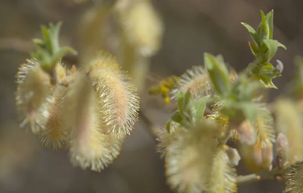 Flora Gran Canaria Salix Canariensis Canary Islands Willow Soft Light — Stock Photo, Image