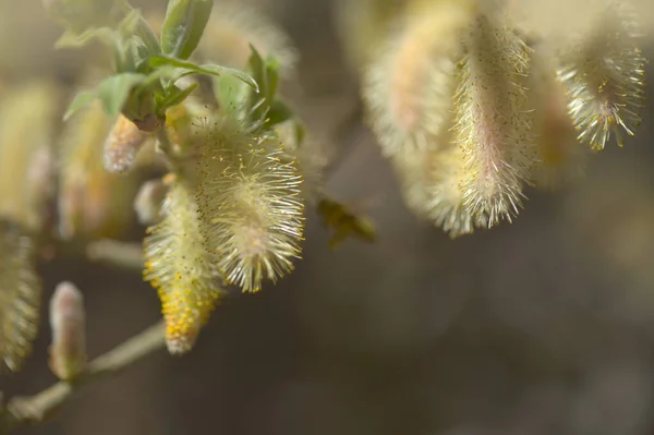 Flora Gran Canaria Salix Canariensis Canary Islands Willow Soft Light — Stock Photo, Image