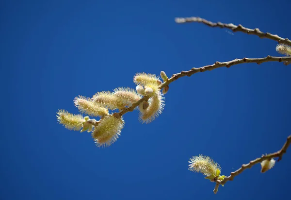 Gran Canaria Virágai Salix Canariensis Kanári Szigetek Fűzfa Télen Puha — Stock Fotó