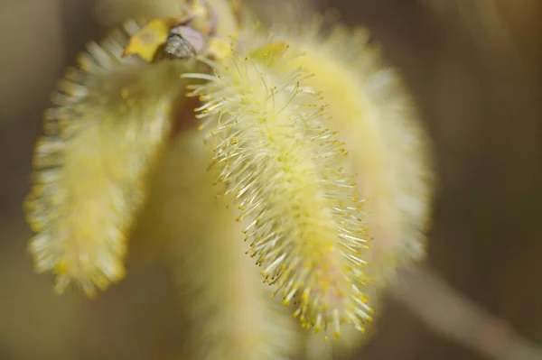 Flora Gran Canaria Salix Canariensis Canary Islands Willow Soft Light — Stock Photo, Image