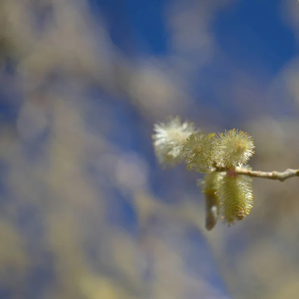 Gran Canaria Virágai Salix Canariensis Kanári Szigetek Fűzfa Télen Puha — Stock Fotó