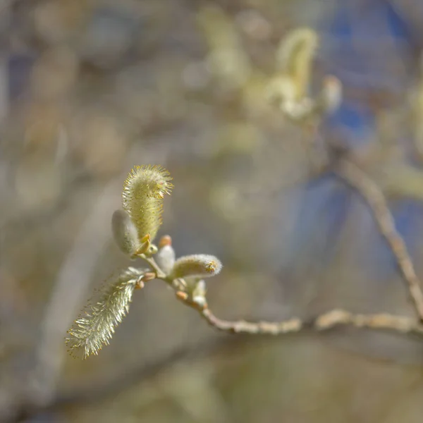 Flora Gran Canaria Salix Canariensis Canary Islands Willow Soft Light — Stock Photo, Image