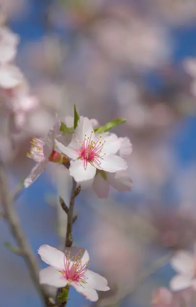 Ogrodnictwo Gran Canarii Drzewa Migdałowe Kwitnące Tejeda Styczniu Tło Makrokwiatowe — Zdjęcie stockowe