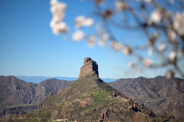 Tuinbouw Van Gran Canaria Amandelbomen Bloeien Tejeda Januari Macro Bloemen — Stockfoto