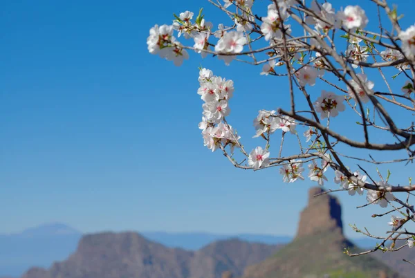 Horticulture Gran Canaria Almond Trees Blooming Tejeda January Macro Floral — Stock Photo, Image