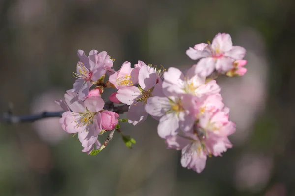 Horticulture Gran Canaria Almond Trees Blooming Tejeda January Macro Floral — Stock Photo, Image