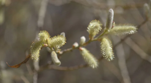 Flora Gran Canaria Salix Canariensis Canary Islands Willow Soft Light — Stock Photo, Image