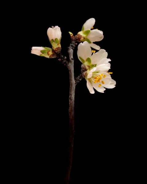 Mandel Träd Kvistar Blommar Isolerad Svart Bakgrund — Stockfoto