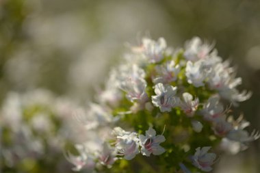 Gran Canaria 'dan Flora - Echium decaisnei, Kanarya Adalarına özgü beyaz bugloss doğal makro çiçek arkaplanı