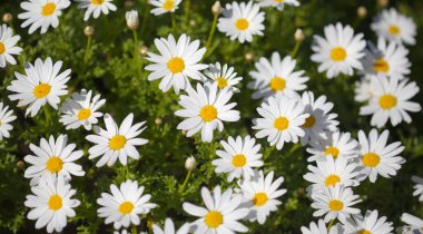 Gran Canaria 'dan Flora - Argyranthemum, Marguerite papatya Kanarya Adalarına endemik