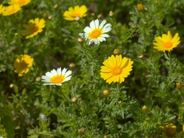 Gran Canaria 'dan Flora - çiçek açan Glebionis coronaria namı diğer çelenk kasımpatı doğal makro çiçek arkaplanı