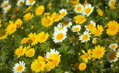 Gran Canaria 'dan Flora - çiçek açan Glebionis coronaria namı diğer çelenk kasımpatı doğal makro çiçek arkaplanı