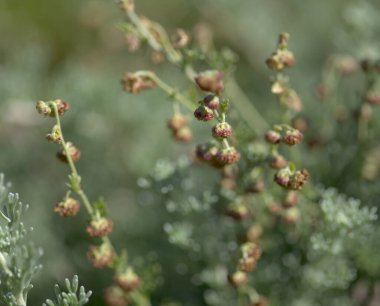 Gran Canaria 'dan Flora - Artemisia reptans, pelin otu türü, Kanarya Adaları' nda koruma altında, doğal makro çiçekli arka plan