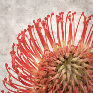 Kırmızı iğne desenli protea çiçekli eski kağıt arka plan 