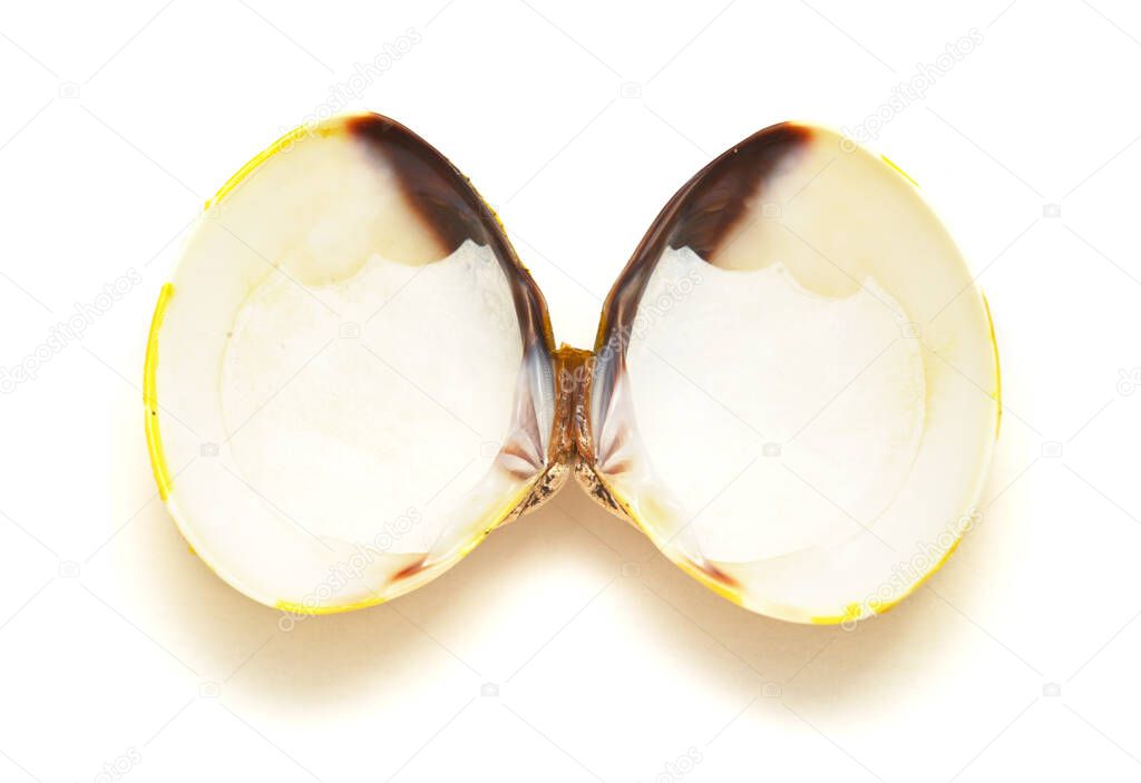 yellow shells of Corbicula fluminea  freshwater clam isolated on white background