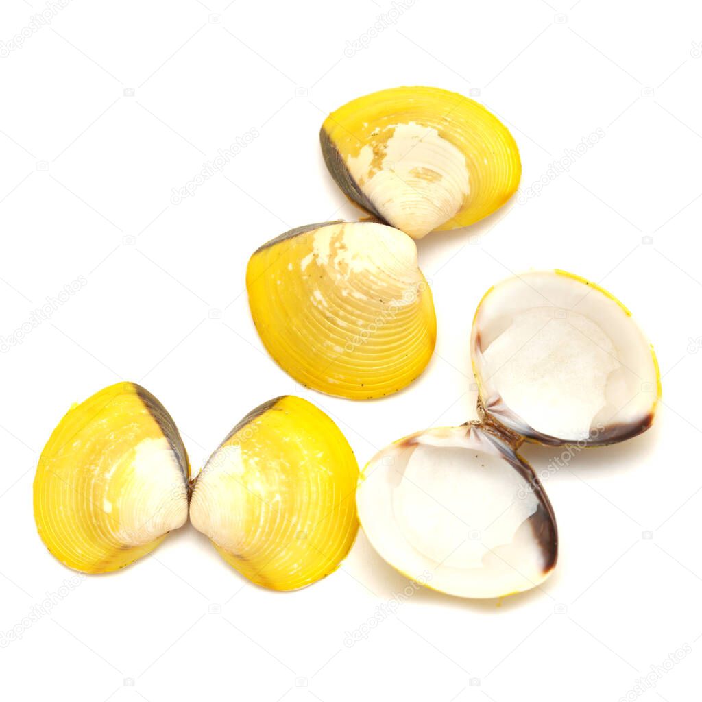 yellow shells of Corbicula fluminea  freshwater clam isolated on white background