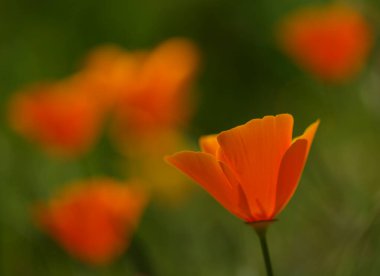 Gran Canaria 'dan Flora - Escholzia calizina, California gelinciği, doğal makro çiçekli bitki örtüsü ve istilacı türler