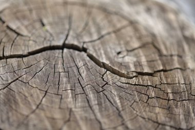 Yanmış bir kestane ağacının gövdesini keserek. Doğal makro arka plan.