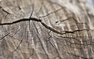 Yanmış bir kestane ağacının gövdesini keserek. Doğal makro arka plan.