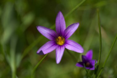 Gran Canaria 'dan Flora - Romulea sütunları, Guadiana safranı doğal makro çiçekli arka plan