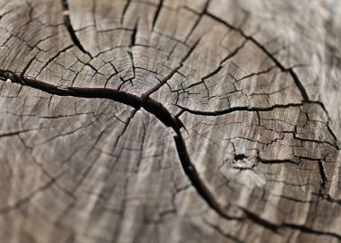 Yanmış bir kestane ağacının gövdesini keserek. Doğal makro arka plan.