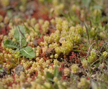 Gran Canaria 'dan Flora - Sedum Rubens, Red Stonecrop, doğal makro çiçekli arka plan