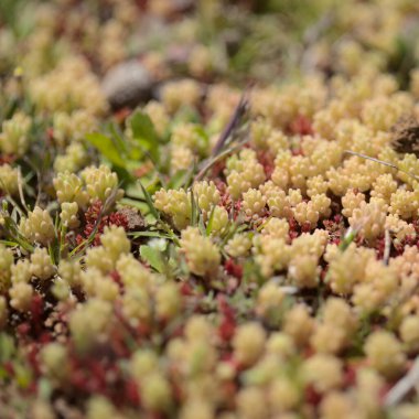 Gran Canaria 'dan Flora - Sedum Rubens, Red Stonecrop, doğal makro çiçekli arka plan